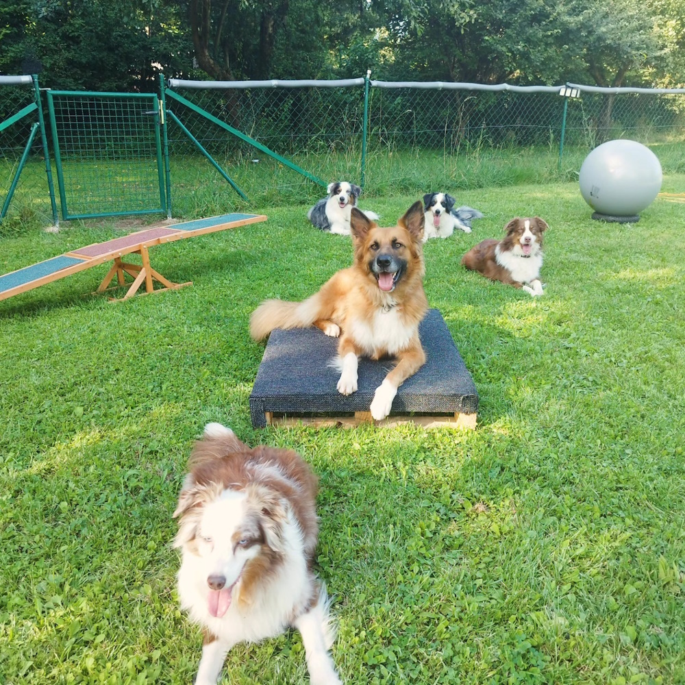 hill_hundeschule_hargesheim4